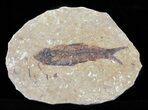 Knightia Fossil Fish - Wyoming #60861-1